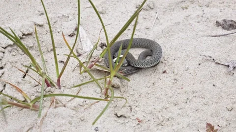 A Grass Snake Relaxing in a Sandy Setting - Close Up Stock Footage 256062147