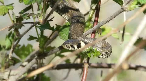 Grass snake resting on a blackberry stem spring Stock Footage 22428813