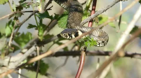 Grass snake resting on a blackberry stem spring Stock Footage 22428841