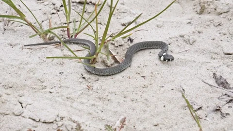 A Grass Snake Resting in a Sandy Environment - Close UpA grass snake Stock Footage 256060542