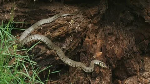 Grass snake - ringed snake - natrix natrix in stub 01i Stock Footage 11234680
