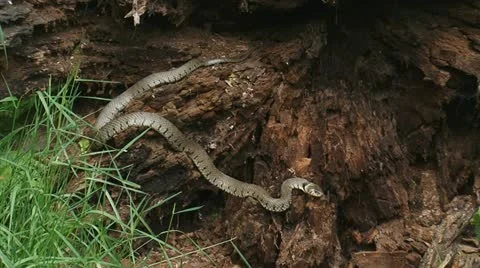 Grass snake - ringed snake - natrix natrix in stub 04i Stock Footage 11236505