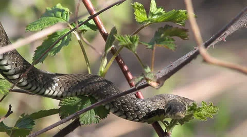 Grass Snake, Ringed Snake, Natrix natrix Video stock 22565345