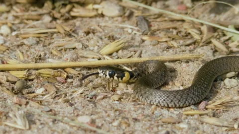 Grass snake on sand on summer day, Europe Stock Footage 167762136