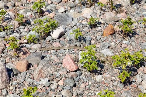 Grass snake on seashore. Stock Photos