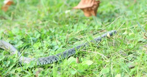 Grass snake slithering through lush green grass and clover in natural daylight Stock Footage 339071062