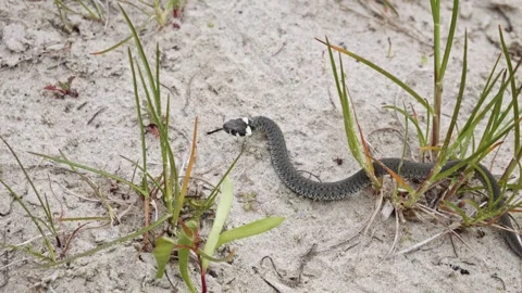 A Grass Snake Slithering Through a Sandy Environment - Close Up Stock Footage 256060898