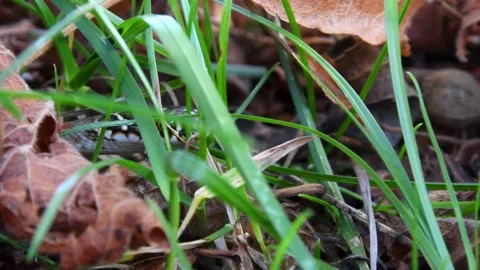 Grass snake : small snake advancing through the grass 스톡 동영상 151217504