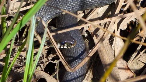 Grass Snake Smelling the Air Closeup Stock Footage 102744915