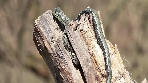 Grass snake sunbathing on a tree log, Natrix natrix Stock Footage 42590042