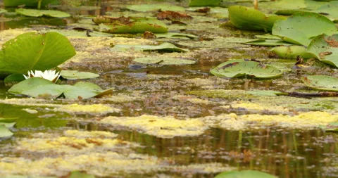 Grass snake swim between white water lilies on a pond Stock Footage 262549698
