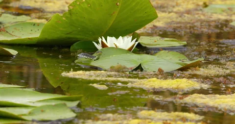 Grass snake swim in a pond between water lilies and flick its tongue Video stock 262564464