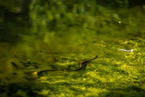 Grass Snake Swimming in a Green Algae-Covered Pond Stock Photos