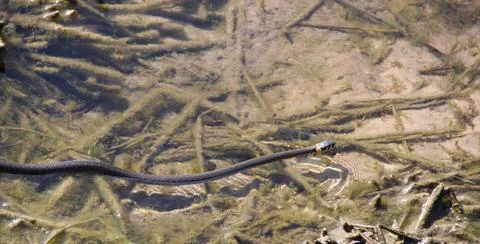 Grass snake swims along surface of the river. Natrix natrix in the wild natur Stock Photos