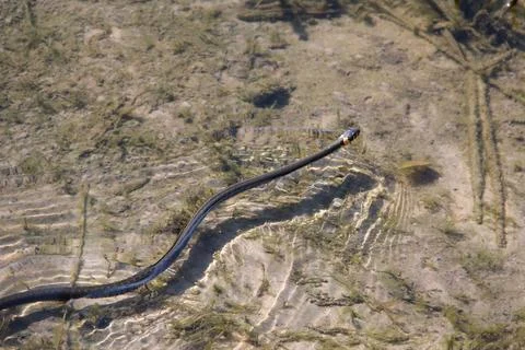 Grass snake swims along surface of the river. Natrix natrix in the wild natur Stock Photos