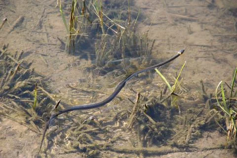 Grass snake swims along surface of the river. Natrix natrix in the wild natur Stock Photos