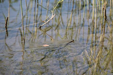 Grass snake swims along surface of the river. Natrix natrix in the wild natur Stock Photos