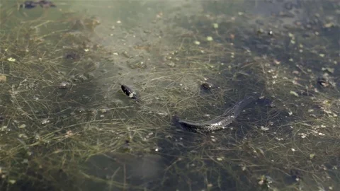 Grass snake swims among the algae in the lake. Stock Footage 70824930