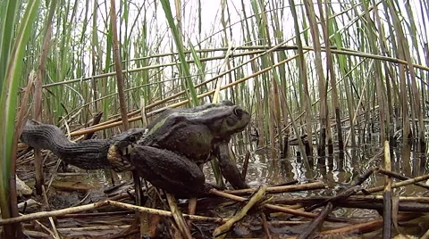 Grass-snake taking away live toad trying to swallow it Video stock 53476500