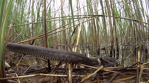 Grass-snake taking away live toad trying to swallow it Stock Footage 53888471