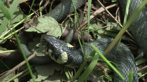 Grass Snake taking a sunbath Stock Footage 25115418