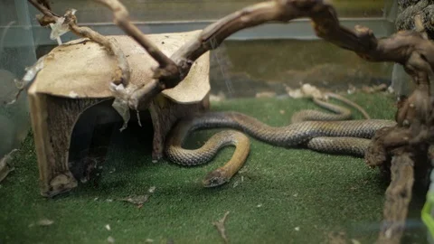 Grass snake in terrarium (Natrix natrix) Vídeos de archivo 99615988