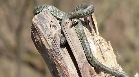 Grass snake in a tree trunk, Natrix natrix Video stock 42590680