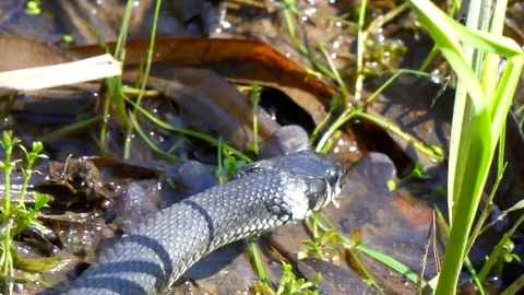 Grass Snake Trying to Find Its Way Stock Footage 102744894