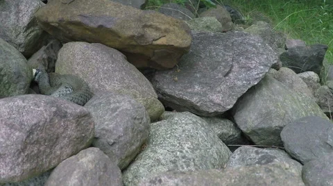 Grass snake turning Stock Footage 68662954