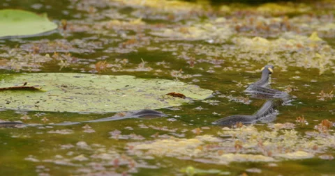 Grass snake viewed from behind swim in a pond between large leaves Stock Footage 262565398