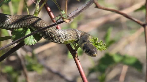 Grass Snake, Water Snake, Natrix natrix Stock-Footage 22565726