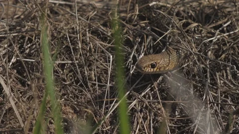 Grass snake in the wild. Closeup of a viper in dry grass . slow motions. Stock Footage 132908205