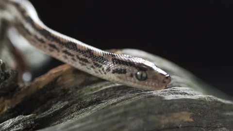 Grass snake in the wild. Grass snake sticks out its tongue and crawled through Stock Footage 148900491
