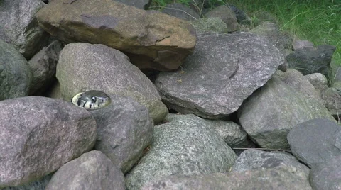 Grass snake winding up 스톡 동영상 68663011