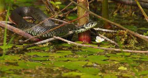 Grass snake wrapped around branches and canes above pond with water lilies Stock-Footage 262539301