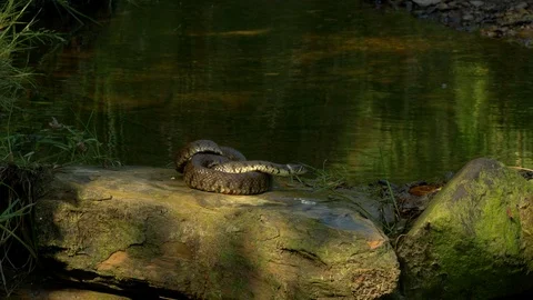 Grass Snake1 17 7 Natrix natrix basking in dappled sunlght Stock Footage 120214295
