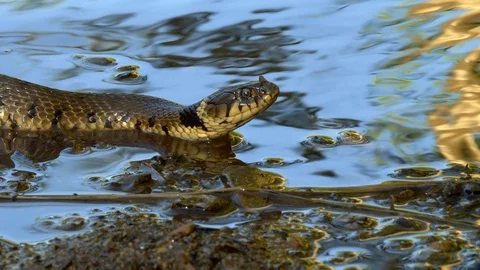 Grass Snake14a 17 7 Natrix natrix swimming through golden reflections Stock Footage 120214670