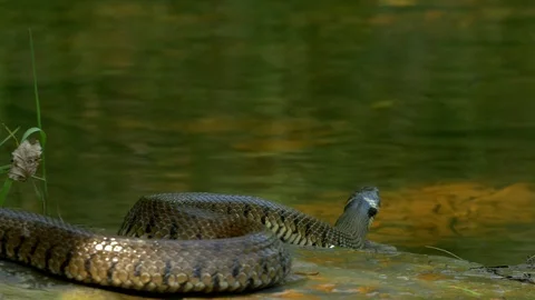 Grass Snake6 17 7 Natrix natrix slips into water from bank Stock-Footage 120214353
