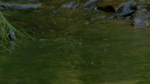 Grass Snake9 17 7  Natrix natrix swimming up and accross stream Stock Footage 120214481