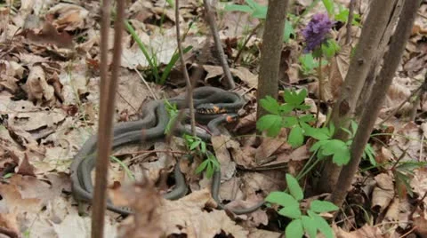 Grass snakes copulating Stock Footage 10931515
