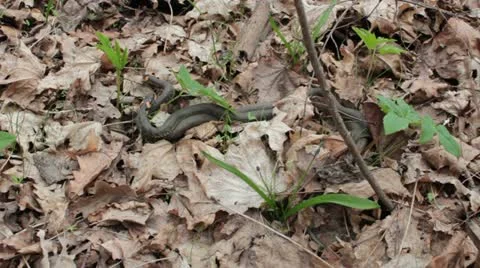 Grass snakes copulating Stock Footage 10931523