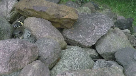 Grass snakes cuddling 스톡 동영상 68662989