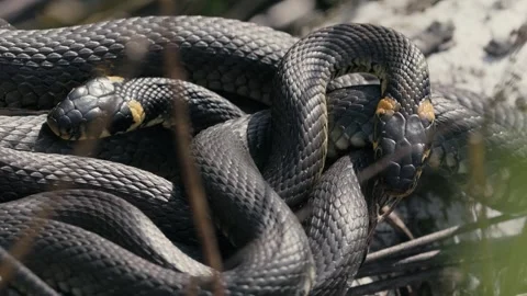 Grass Snakes Resting on Branch in Springtime Stock Footage 316294676