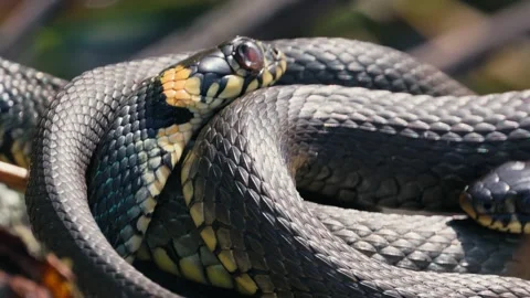 Grass Snakes Resting on Branch in Springtime Vídeo Stock 316297256