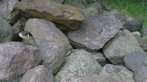 Grass snakes in stones 스톡 동영상 68663157