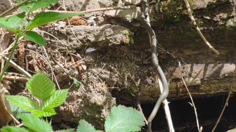 Grass Snakes in the Sun Stock Footage 144337565
