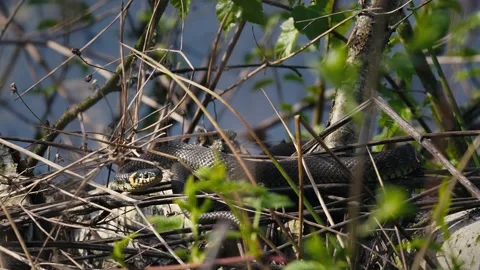 Grass Snakes Warming on a Branch in the Sun Stock Footage 316298780