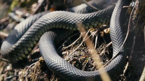 Grass Snakes Warming Together in Spring Sunlight Stock Footage 316298367