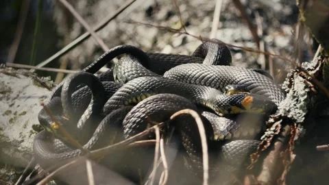 Grass Snakes Warming Together in Spring Sunlight Stock-Footage 316299028