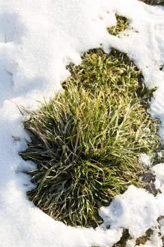 Grass on snow close-up Foto stock